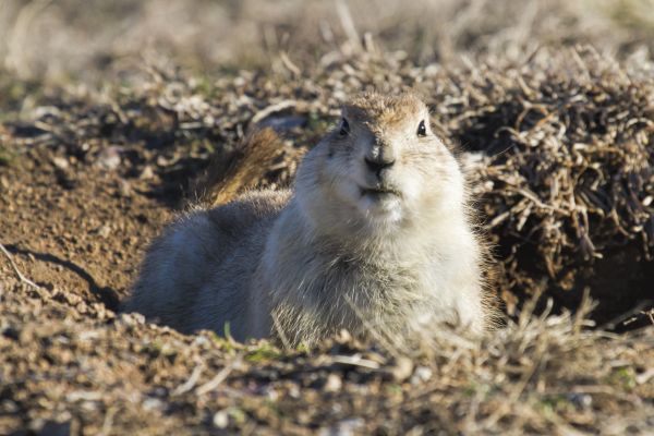 natuur, wildlife, zoogdier, eekhoorn, knaagdier, fauna