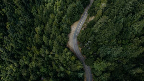 tree, nature, forest, plant, road, jungle