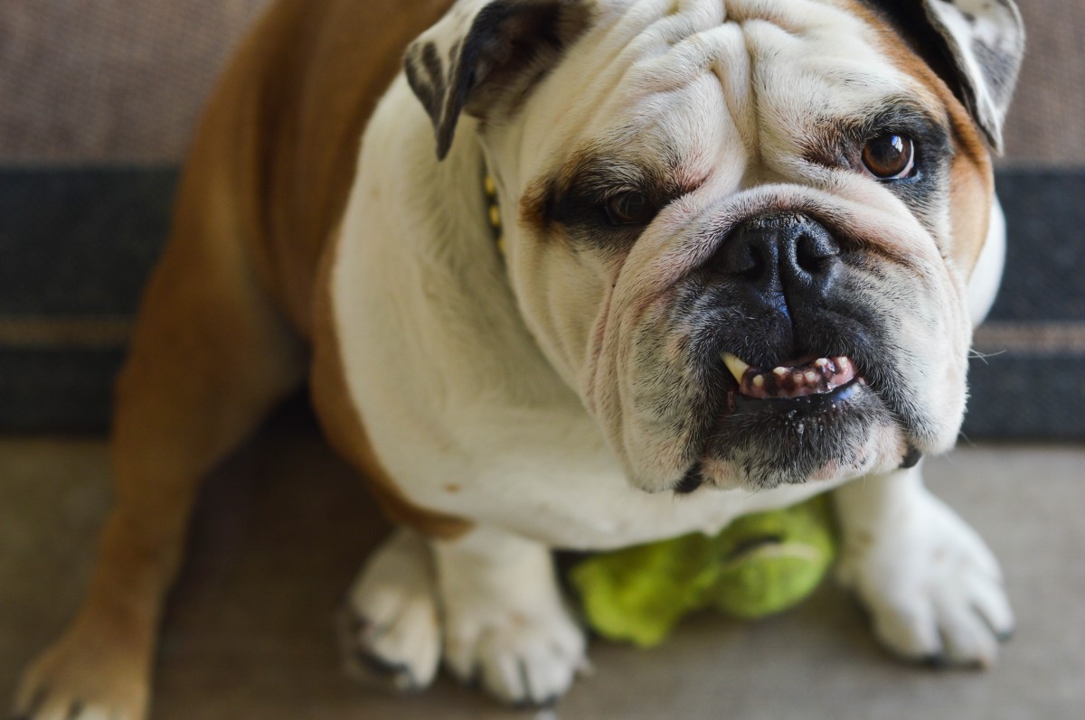 dog, animal, cute, canine, pet, portrait, mammal, bulldog, smashed, family, loving, vertebrate, funny, english, teeth, posed, dog breed, wrinkled, wrinkles, bully, old english bulldog, underbite, dog like mammal, carnivoran, olde english bulldogge, toy bulldog, british bulldogs, australian bulldog, white english bulldog, american bulldog