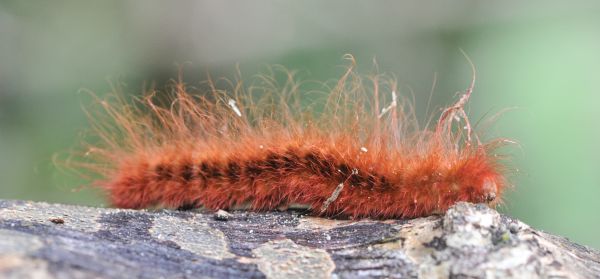 Příroda, fotografování, zvíře, zvěř a rostlinstvo, hmyz, oranžový