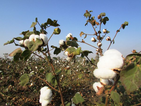 ramură,inflori,plantă,fruct,floare,alimente