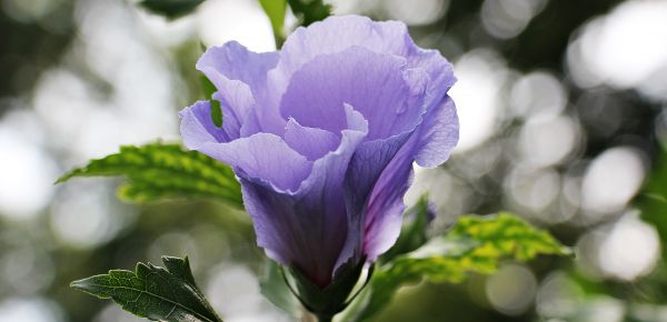 natur,blomma,växt,himmel,Sol,solljus