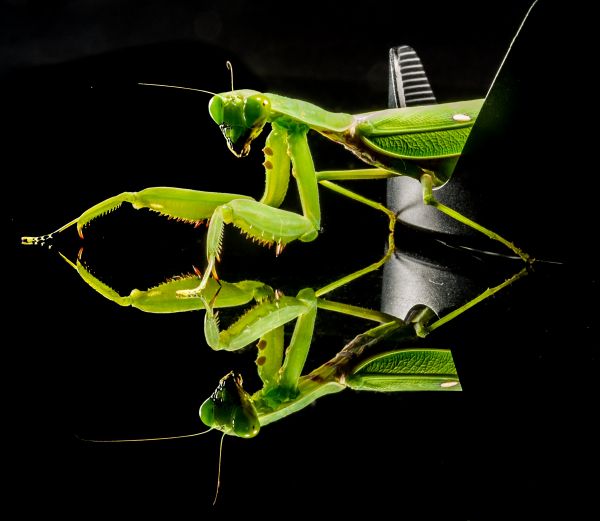 verde, călugăriță, insectă, închide, faună, biologie