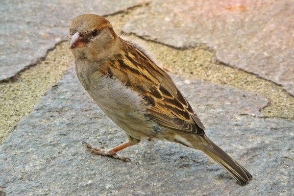 nature, bird, animal, wildlife, beak, tile