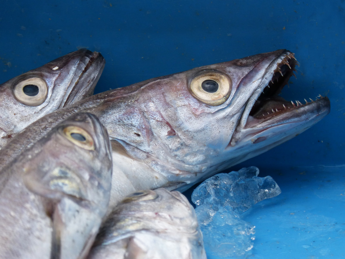 comida, pescado, bajo, vertebrado, Bonito, Choclo, Pargo, bacalao, pescado fresco, Biología Marina, Pesca recreativa, Barramundo, Tizón, Mayra, pescadilla