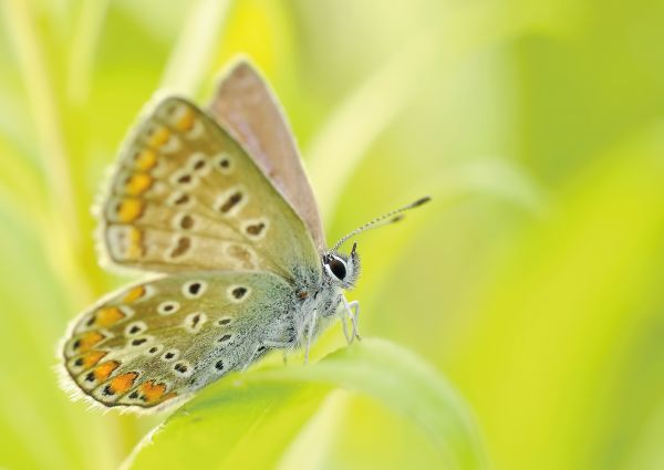 natuur,vleugel,fotografie,bloem,insect,macro