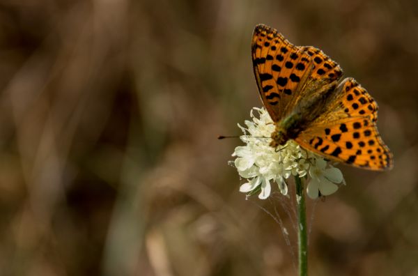 natură, inflori, aripă, plantă, fotografie, luncă