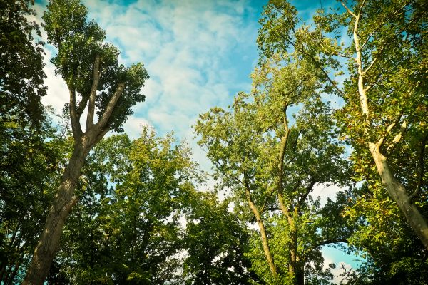 Landschaft,Baum,Natur,Wald,Ast,Pflanze