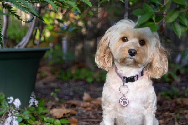 puppy,hond,zoogdier,gewerveld,hondenras,Cavoodle