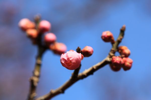 木, ブランチ, 花, 工場, 写真, 自然