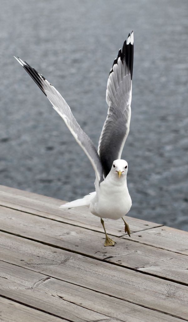 mar,naturaleza,pájaro,ala,ave marina,animal