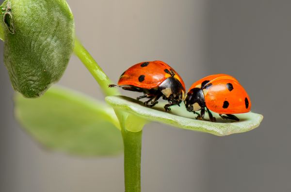 fotografering,elsker,insekt,natur,forår,makro