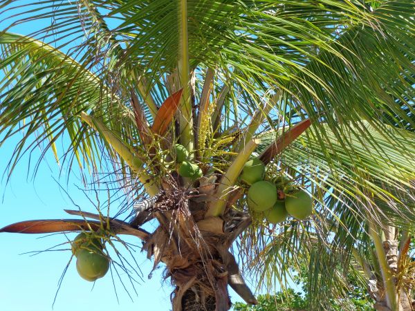 plage, arbre, branche, plante, fruit, fleur