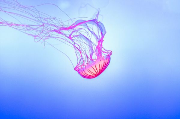 underwater,jellyfish,wing,glowing,wave,line