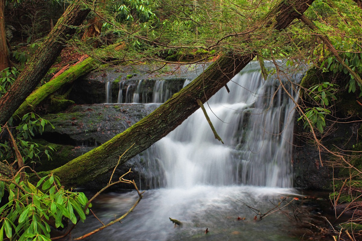 Baum, Wasser, Natur, Wald, Wasserfall, Bach, Wildnis, Winter, Wandern, Blatt, Fluss, Moos, Strom, Dschungel, Herbst, Botanik, Gewässer, Bäume, Felsen, Creative Commons, Vegetation, Regenwald, Stürze, Monroecounty, Pokonos, Schlucht, Kaskaden, Pennsylvania, Rhododendron, Stategameland38, Stategamelands38, Sgl38, Fallcreek, Jacksontownship, Fallgap, Wasserfall, Wald, Lebensraum, Wasser-Funktion, Wasserlauf, Alter waldwald, natürlichen Umgebung