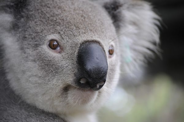 自然,野生動物,哺乳類,動物相,子犬,閉じる