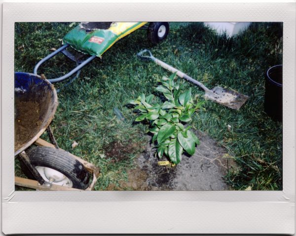 drzewo,roślina,Instax,gleba,cytrynowy,Arbre