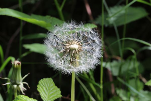 nature, grass, plant, meadow, dandelion, white