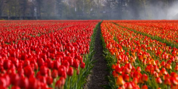 pianta,campo,fiore,tulipano,arancia,rosso