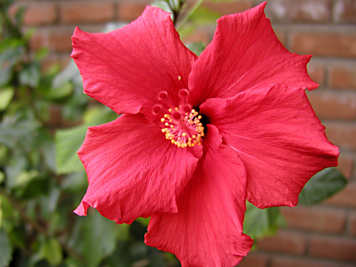 pianta, foglia, fiore, petalo, rosso, flora, ibisco, Malvales, fotografia macro, pianta fiorita, ibisco cinese, pianta annuale, impianto di terra, famiglia di malva