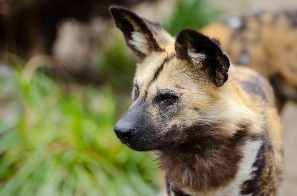 champ,tomber,chien,animal,canin,faune