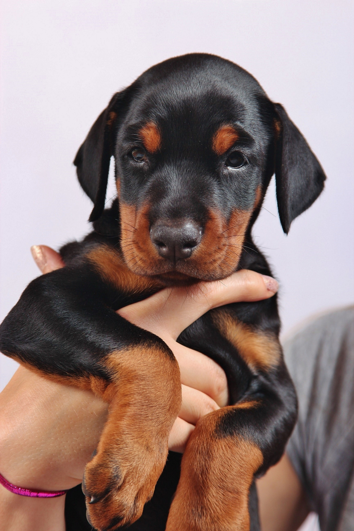 valp, hund, dyr, canine, pattedyr, kjæledyr, virveldyr, hunderase, doberman, vakthund, german pinscher, pinscher, hund som pattedyr, rovpattedyr, dobermann, østerrikske black and tan hund, polsk jakthund, manchester terrier, leketøy manchester terrier, Transylvanian jakthund