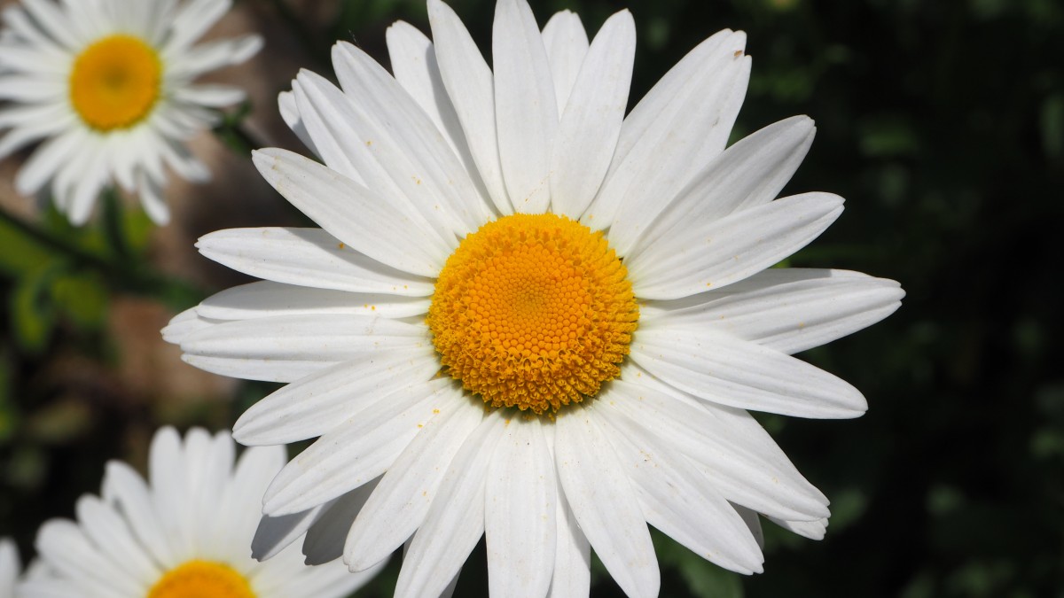 naturaleza, al aire libre, planta, blanco, flor, pétalo, verano, margarita, verde, natural, botánica, amarillo, jardín, flora, de cerca, brillante, Fotografía macro, Margaritas blancas, planta floreciendo, Familia de la margarita, Margarita, Planta anual, Tallo de la planta, Planta de tierra, Chamaemelum nobile, Margarita margarita