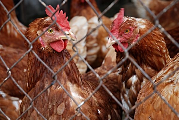 burung,paruh,ayam,fauna,musim gugur,coklat