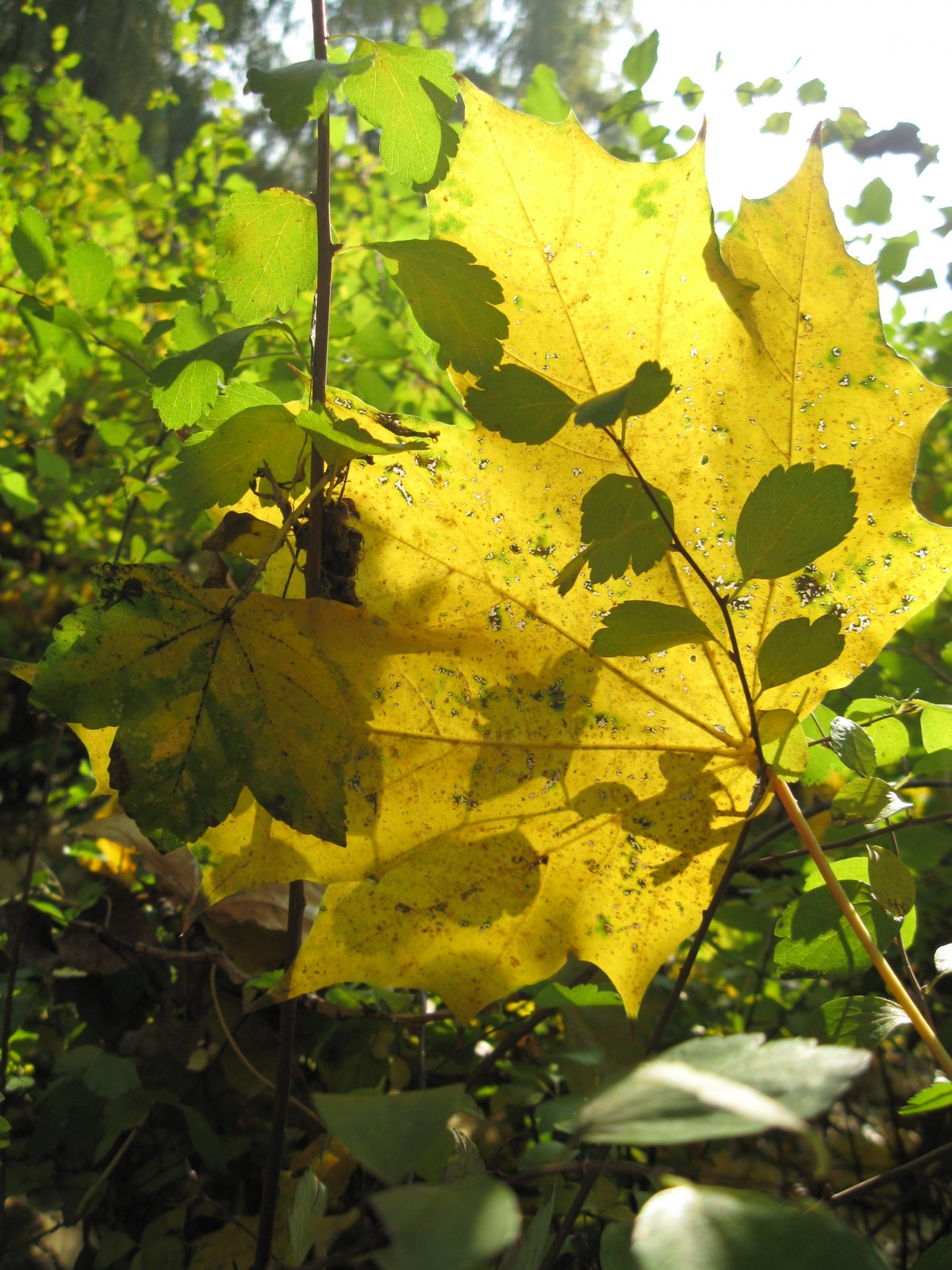 Baum, Ast, Pflanze, Sonnenlicht, Blatt, Blume, Laub, Grün, produzieren, Herbst, Schatten, Botanik, Gelb, Jahreszeit, Ahornbaum, Ahornblatt, Strauch, Abscheulich, Die Sonne, blühende Pflanze, Maidenhair baum, Holzige Pflanze, Landanlage