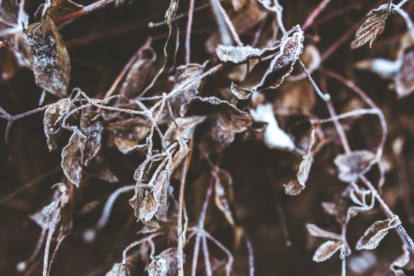 tre, natur, gren, snø, vinter, anlegg