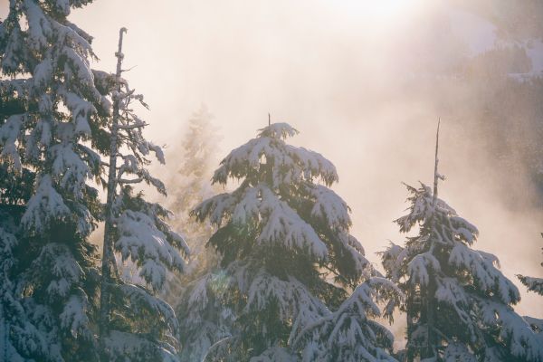 albero,foresta,natura selvaggia,montagna,la neve,freddo