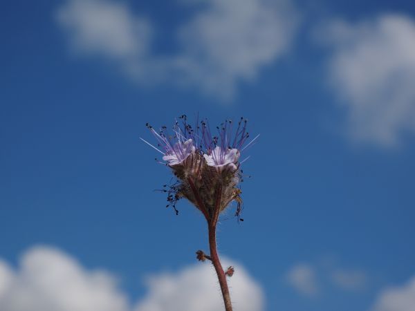 la nature,fleur,arbre,herbe,branche,hiver