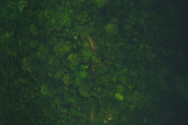 arbre,forêt,herbe,lumière du soleil,texture,la personne