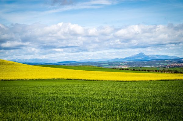 landscape, nature, grass, horizon, plant, cloud