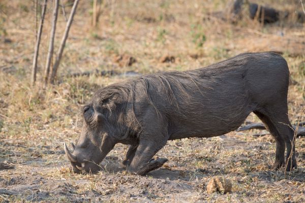 animal, animais selvagens, selvagem, Pastoreio, África, chifre