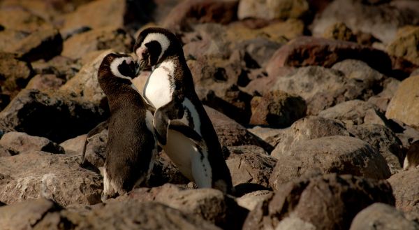 rock,bird,wildlife,beak,love,kiss