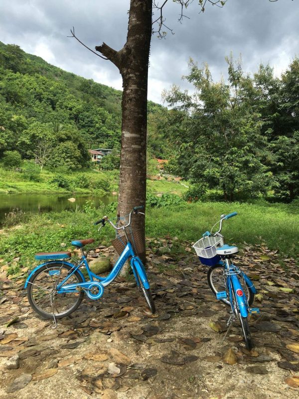 Baum,Weg,Fahrrad,Fahrzeug,Entspannen Sie sich,natürlich