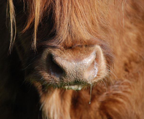 vache,mammifère,chien,crinière,oreille,du boeuf