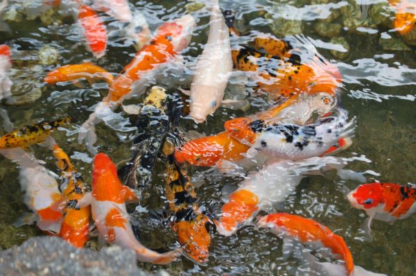 acqua,stagno,pesce,pesce rosso,koi,stagno dei pesci