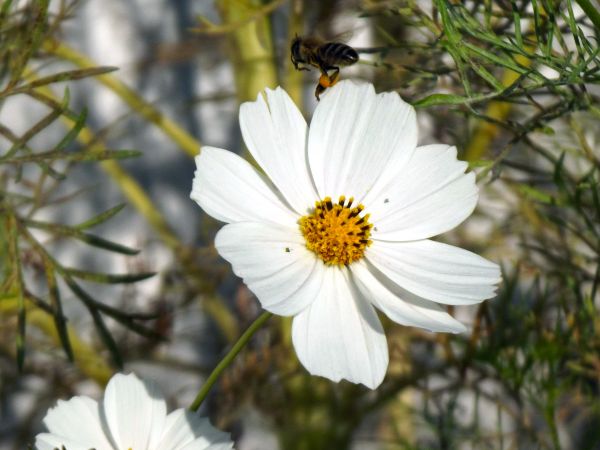 自然, 花, 工場, 宇宙, 花, 草原