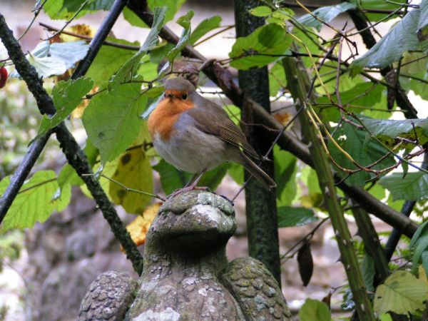 la nature, de plein air, région sauvage, branche, oiseau, animal