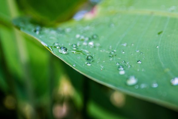 eau,la nature,herbe,laissez tomber,rosée,plante