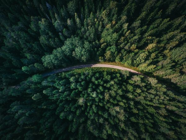 arbre,forêt,route,fleur,vert,jungle