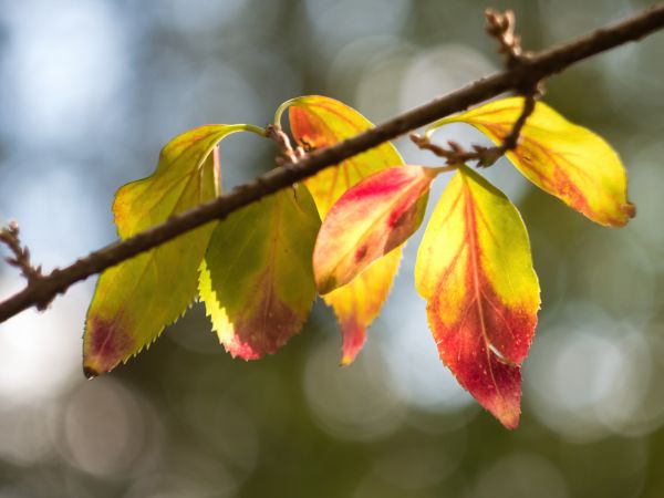 strom,Příroda,větev,Bokeh,rostlina,květ