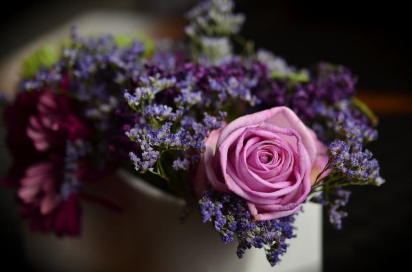 plante,blomst,lilla,kronblad,blomst,fotografering