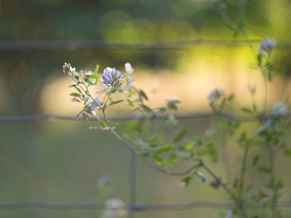 albero, natura, erba, ramo, fiorire, bokeh