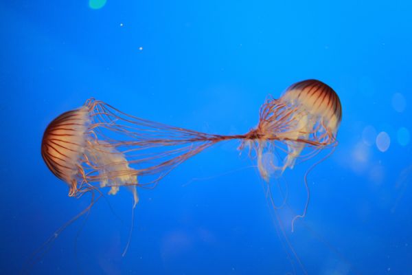 mar, Oceano, ala, animal, submarino, nadar