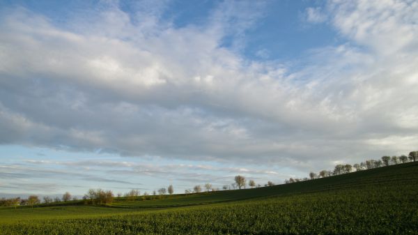 landscape,tree,nature,grass,horizon,cloud