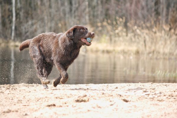 Strand,spielen,Hund,Sommer-,Säugetier,Wirbeltier