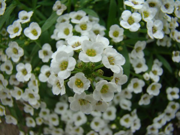 natur,blomma,växt,blomma,botanik,flora